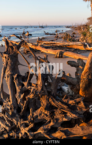 Sunrise over Boneyard Beach on Bulls Island, South Carolina. Stock Photo