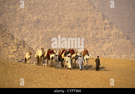 Egypt, Giza near Cairo, Camel drivers in front of pyramids. Stock Photo