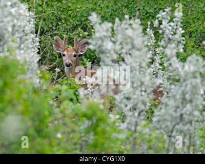 White-tailed deer buck isolated on white background standing in the ...
