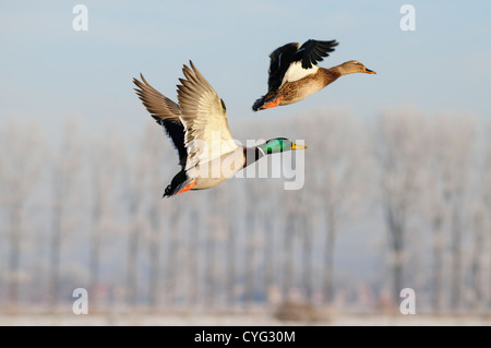 mallard ducks flying in front of a winter landscape with frost Stock Photo