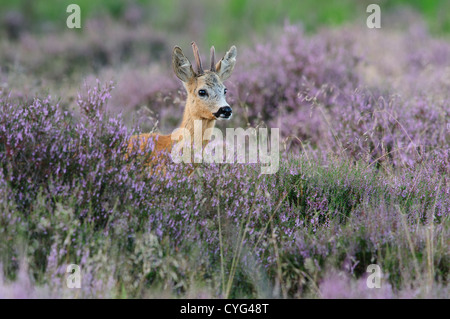 Roe deer in blooming heather Stock Photo
