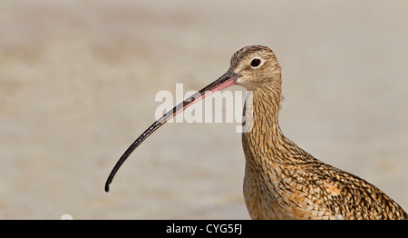 long-billed curlew (Numenius americanus) close up of adult standing on sandy beach, Everglades, Florida, USA Stock Photo