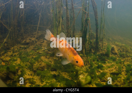 First Underwater picture of a golden tench in UK Stock Photo