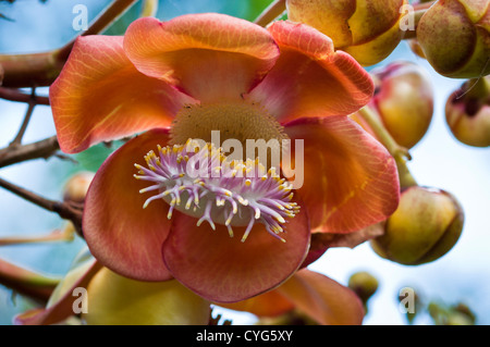 Flower of the Cannonball Tree (Couroupita guianensis). Stock Photo