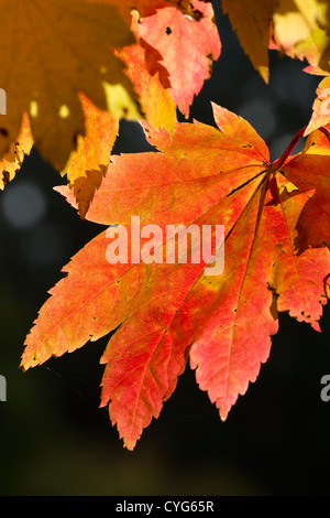 Downy Japanese maple 'Vitifolium' (Acer japonicum) leaves, autumn Stock Photo