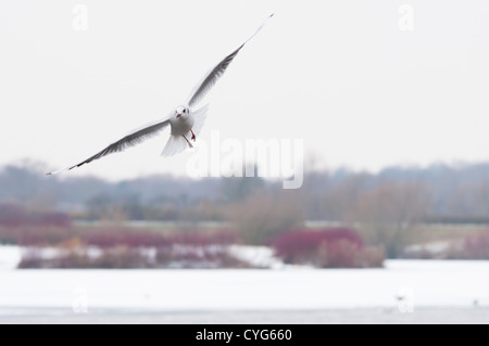 Black-headed Gull in flight in a winter lakeland scene Stock Photo