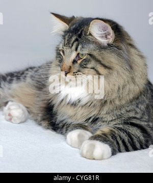 young Norwegian Forest Cat resting on the ground in light grey back Stock Photo