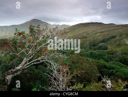 mountain ash rowan Sorbus aucuparia tree red fruit berry berries autumn autumnal rynvyle connemara galway ireland Stock Photo
