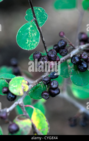 cotoneaster hissaricus black dark berry berries autumn closeup selective focus shrubs plant portraits autumn autumnal Stock Photo