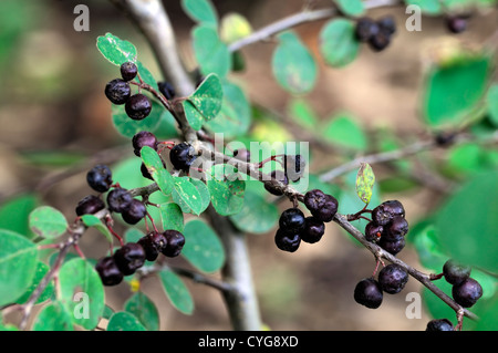 cotoneaster hissaricus black dark berry berries autumn closeup selective focus shrubs plant portraits autumn autumnal Stock Photo