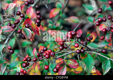 cotoneaster obscurus black dark red berry berries closeup selective focus shrubs plant portraits autumn autumnal Stock Photo