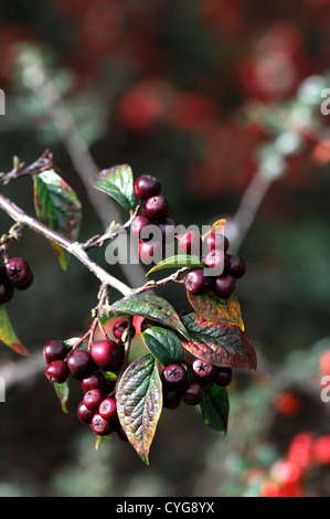cotoneaster obscurus black dark red berry berries closeup selective focus shrubs plant portraits autumn autumnal Stock Photo