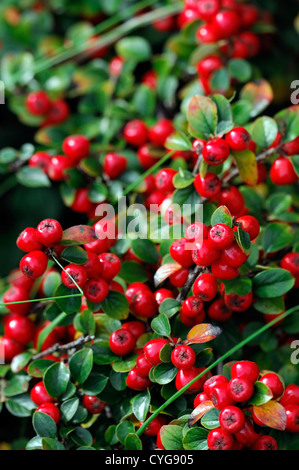 cotoneaster obscurus splendens red berry berries closeup selective focus shrubs plant portraits autumn autumnal Stock Photo