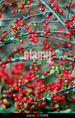 cotoneaster obscurus splendens red berry berries closeup selective focus shrubs plant portraits autumn autumnal Stock Photo