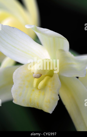 Cymbidium golden elf yellow Orchid flowers exotic asian flower blooming long time lasting Stock Photo
