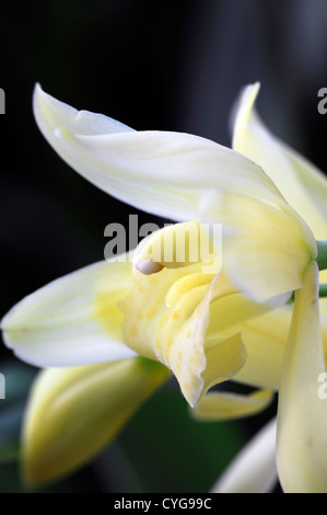 Cymbidium golden elf yellow Orchid flowers exotic asian flower blooming long time lasting Stock Photo