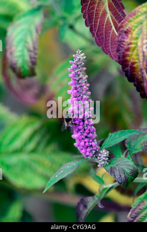 elsholtzia stauntonii mint shrub bush purple flowers autumn autumnal bloom blossom flower spike bumble bee Stock Photo