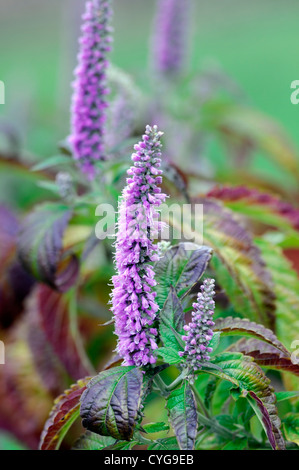 elsholtzia stauntonii mint shrub bush purple flowers autumn autumnal bloom blossom flower spike Stock Photo