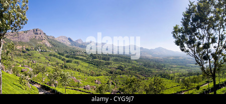 Horizontal panoramic (2 picture stitch) view of the stunning tea plantation landscape in the mountains of Idukki District, India Stock Photo