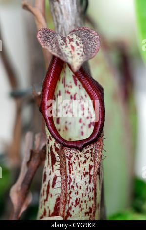 nepenthes x mixta monkey cup flower  red green markings flowers exotic tropical perennials pitcher plant carnivorous Stock Photo