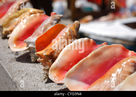 Queen conch shell Stock Photo