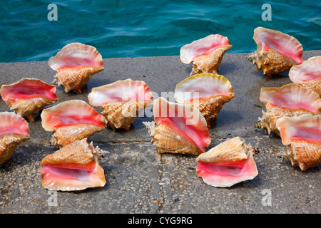 Queen conch shell Stock Photo