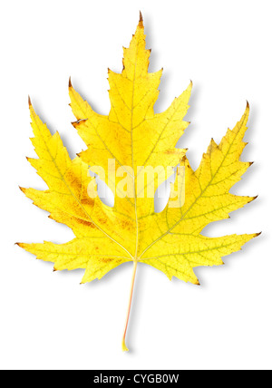 Autumn maple leaf isolated on a white background Stock Photo