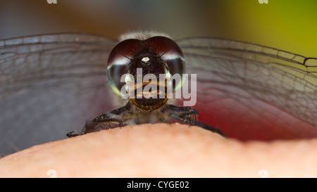 Dragonfly on my hand! Stock Photo