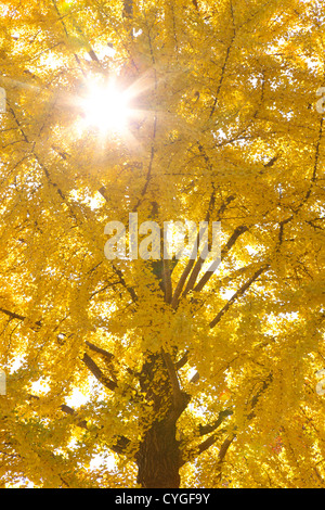 Yellow leaves of Ginkgo Biloba Stock Photo
