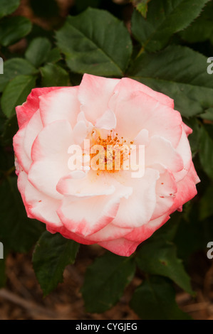 Mary MacKillop Rose in bloom Stock Photo