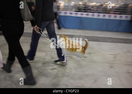 Rome, Italy. 4 Nov 2012 Mostra Felina Cat Show in Rome Italy Stock Photo
