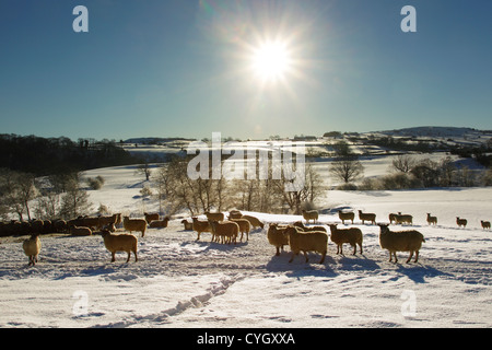 Winter view of sheep in a snow covered field, backlit with a bright sun overhead in the North York Moors National Park Stock Photo