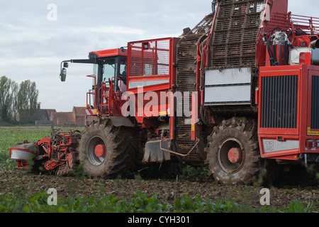 Sugar Beet Tanker Harvester. October. Ingham, Norfolk. Stock Photo