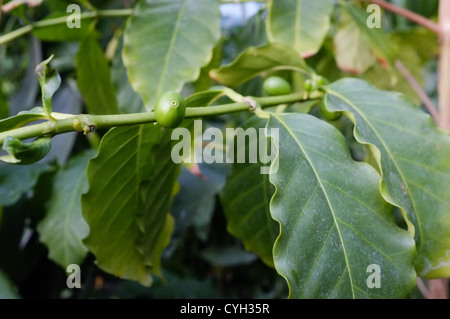 Coffea arabica - Coffee plant seed (berries) details on branch Stock Photo