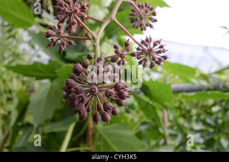 Schefflera chapana seeds pods detail Stock Photo