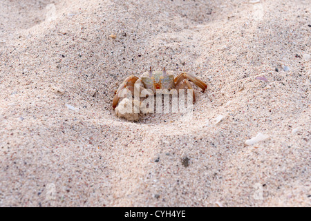 Crab with one claw chopped off by some predator. He is alive and well though Stock Photo