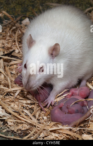 DOMESTIC WHITE RAT (RATTUS NORVEGICUS). Pregnant albino female ...
