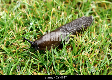 Close up of common garden slug Stock Photo