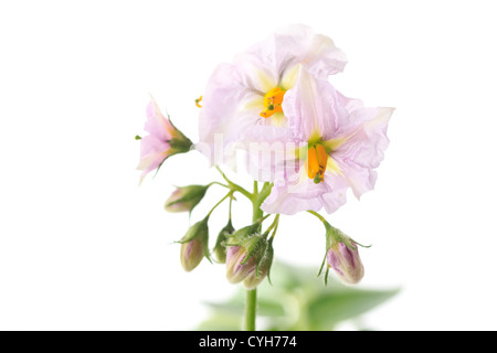 Flowers of potato 'Charlotte' // Pomme-de-terre 'Charlotte' en fleurs