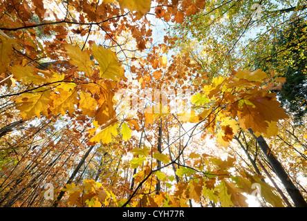 colourful autumn leaves in woodland, norfolk, england Stock Photo