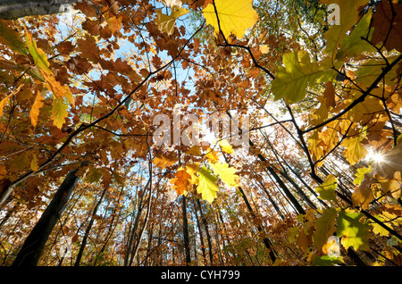 colourful autumn leaves in woodland, norfolk, england Stock Photo