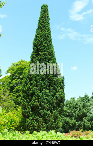 Irish Yew (Taxus baccata 'Fastigiata'), France, Parc Floral de la Source // If fastigié Taxus baccata 'Fastigiata' Stock Photo