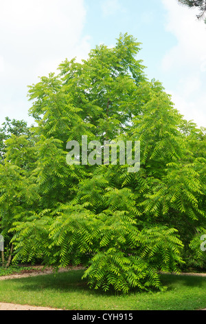 Eastern black walnut, Juglans nigra // Noyer noir, Juglans nigra Stock Photo