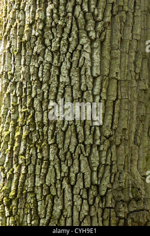 Bark of Quercus robur (synonym Q. pedunculata) or English oak, pedunculate oak or French oak // Ecorce de Chêne pédonculé Stock Photo