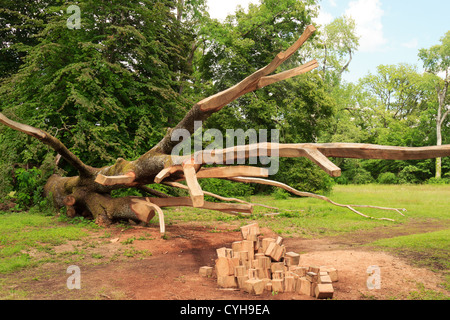 France, Arboretum des Barres or Arbofolia, Hungarian oak to the ground and carved by William Costel. Stock Photo
