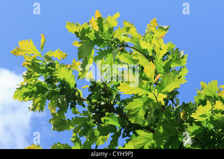 Leaves of Bur Oak, Quercus macrocarpa // Chêne à gros glands, Quercus macrocarpa Stock Photo