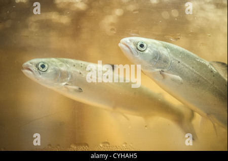 The aquatic fish cage system in the sea -fishing scene Stock Photo - Alamy