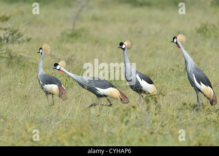 Grey-crowned crane (Balearica regulorum gibbericeps) flock foraging in the savanna Soysambu sanctuary Stock Photo