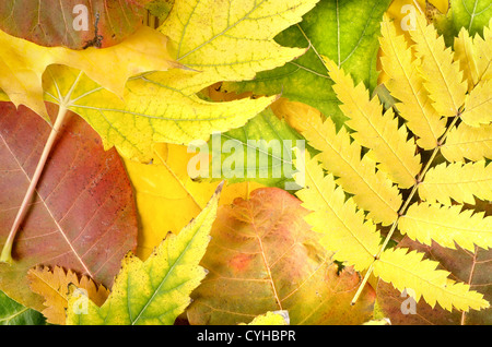 Autumn background from leaves of different colors Stock Photo