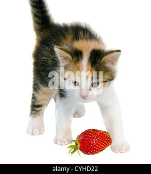 Little tabby kitten cat with blue eyes and red strawberry isolated on white background